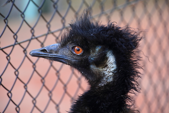 Emu Ichikawa Zoo and Botanical Garden