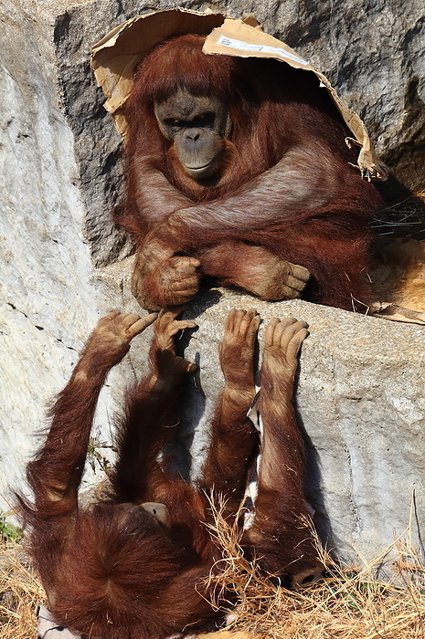 Orangutan Ichikawa Zoo and Botanical Garden