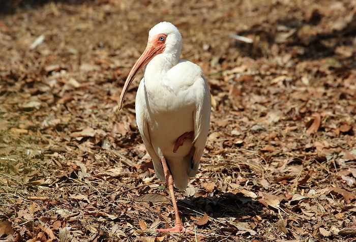 White Ibis Ichikawa Zoo and Botanical Garden