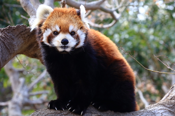 Lesser panda Ichikawa Zoo and Botanical Garden