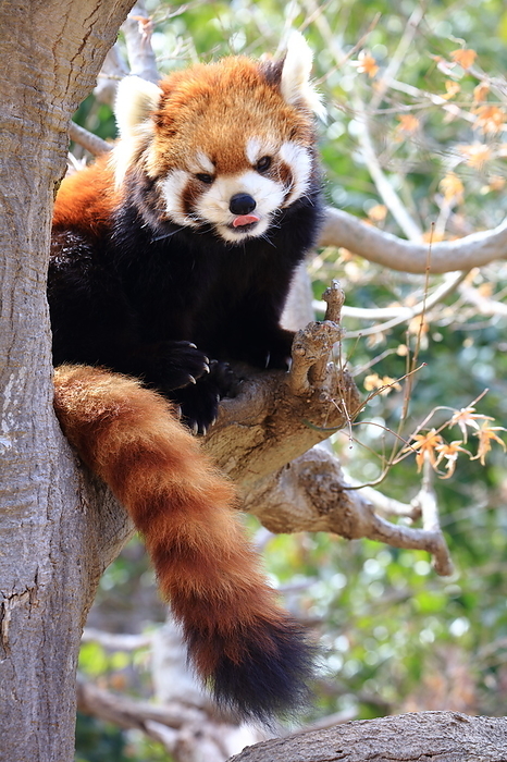 Lesser panda Ichikawa Zoo and Botanical Garden