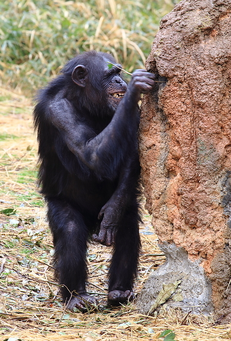 Chimpanzee Tama Zoo