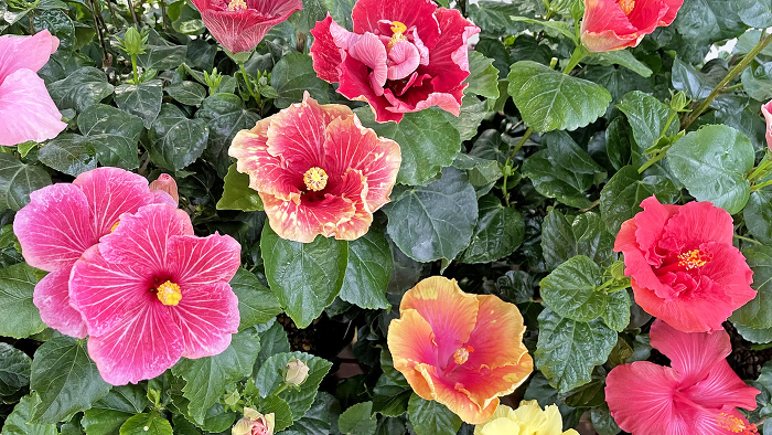 Various types of hibiscus