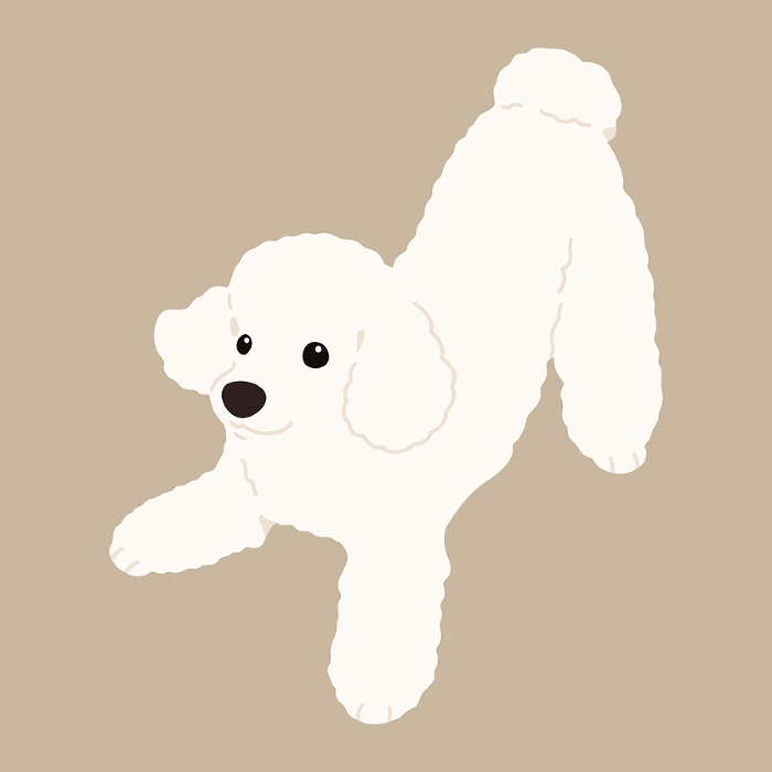 Hand drawn illustration of a simple and cute white poodle inviting you to play, no main line.