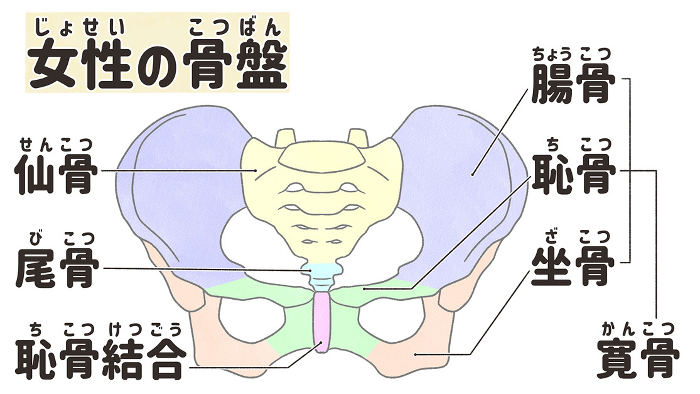 Structure and name of the female pelvis viewed from the front Easy-to-understand illustrations in Japanese
