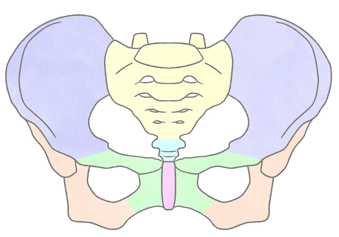 Female pelvic structure viewed from the front Easy-to-understand illustrations