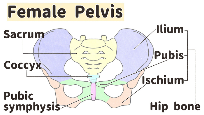 Structure and name of the female pelvis from the frontal view Easy-to-understand English illustrations