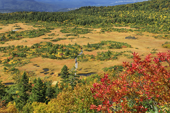 Aomori Prefecture, Kenashitai Marsh, Autumn Leaves of Grass