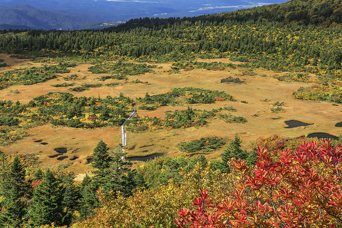Aomori Prefecture, Kenashitai Marsh, Autumn Leaves of Grass