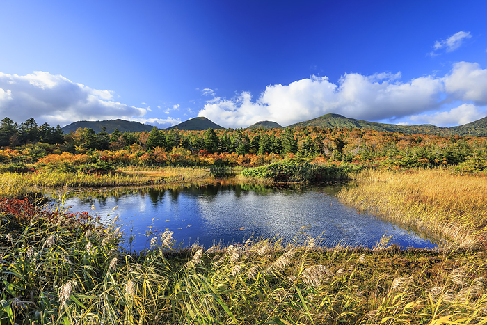 Water Lily Swamp and Mount Hakkouda, Aomori Prefecture