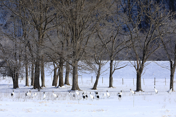 Japanese cranes gather in fresh snow in Hokkaido