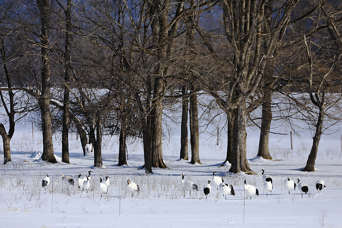 Japanese cranes gather in fresh snow in Hokkaido