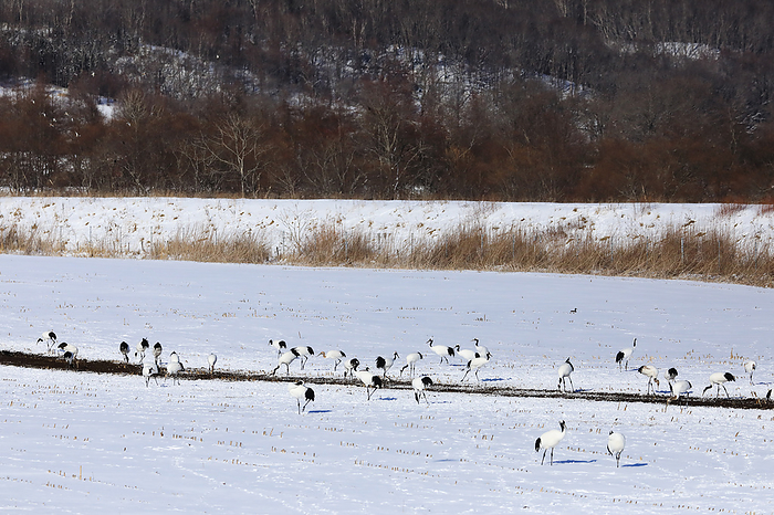 Japanese cranes gather to forage in fresh snow, Hokkaido