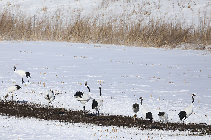 Japanese cranes gather to forage in fresh snow, Hokkaido