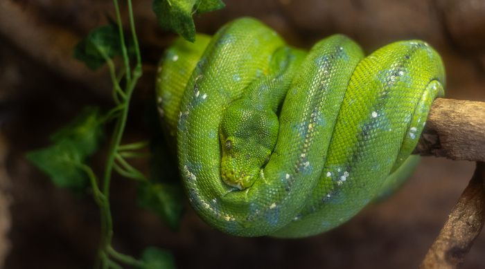 Green snake coiled around a tree