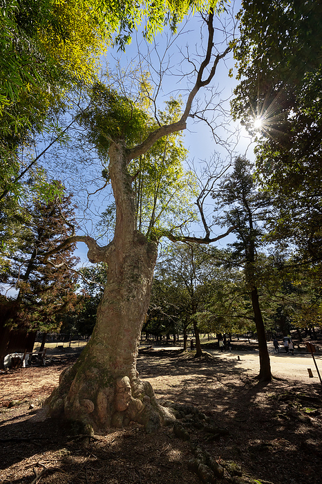 Mukuroji in Nara Park Nara City, Nara Pref. Bamboo grows from the middle of the mukuroji tree.