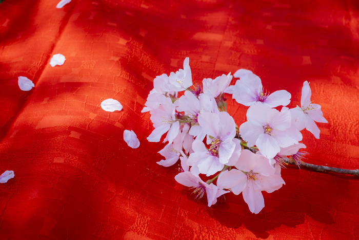 Cherry blossom branches on a red kimono