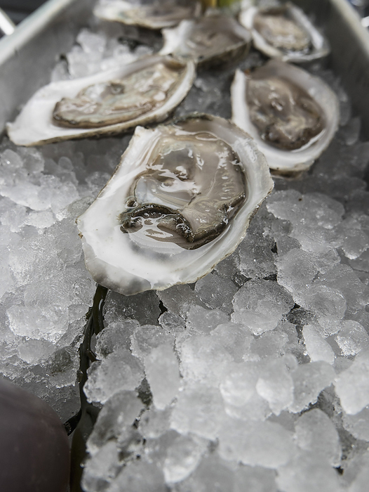 Close up of Oysters on Ice