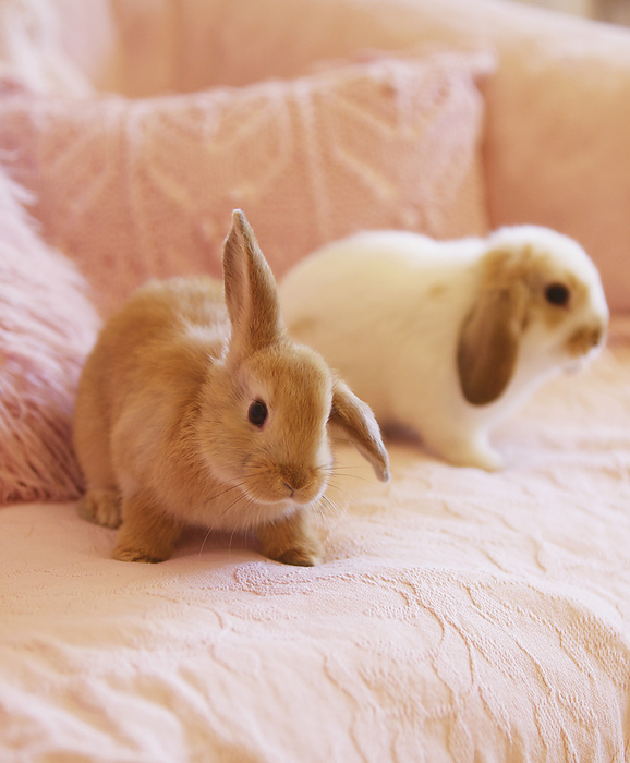 Two Rabbits on Pink Sofa