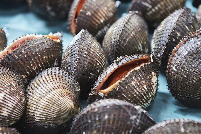 Close up fresh cockle shellfish
