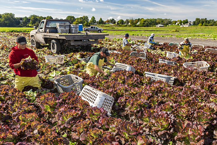 Lettuce farming, Michigan, USA Editorial use only   Lettuce farming. Workers harvesting red leaf lettuce  Lactuca sativa  on a farm. Photographed in Hudsonville, Michigan, USA