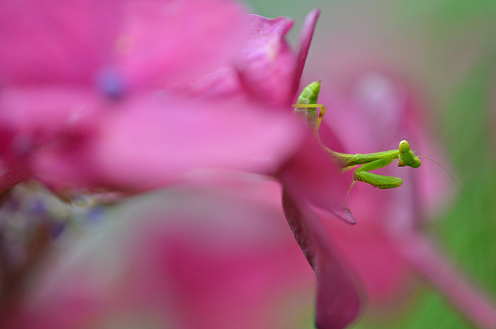 Pink hydrangea and baby praying mantis Close-up