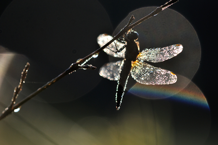 Dragonfly shining with morning dew Close-up