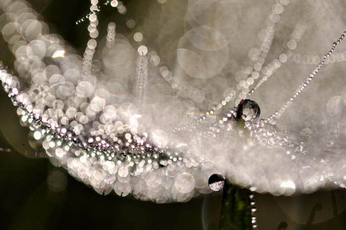 Spider's web shining with morning dew Close-up