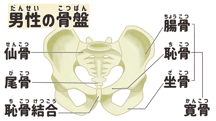 Realistic male pelvic structures and names Easy-to-understand Japanese illustrations