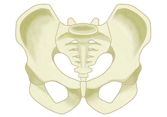 Realistic male pelvic structure Easy-to-understand graphic illustrations