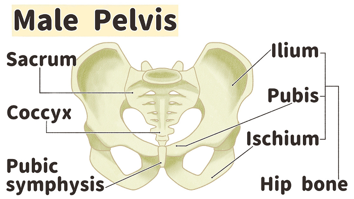 Realistic male pelvic structures and names Easy-to-understand English illustrations