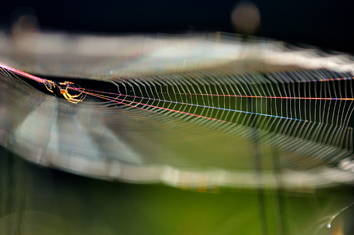Spider's web shining in rainbow colors in the morning sun Close-up