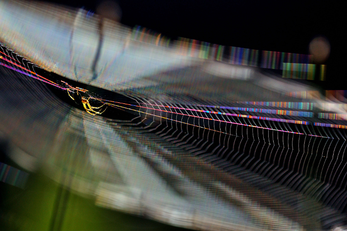 Spider's web shining in rainbow colors in the morning sun Close-up