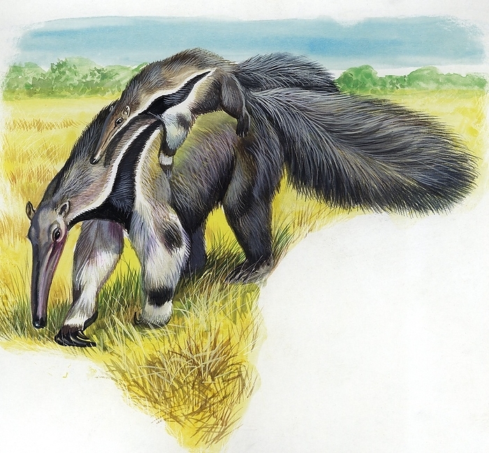 giant anteater  Myrmecophaga tridactyla  Giant Anteater  Myrmecophaga tridactyla  and pup on his back, drawing.