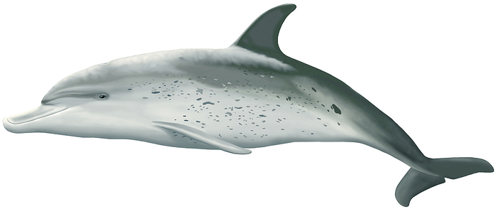 dolphin  or other small toothed whales, such as porpoises and belugas  The spotted patterns on their bodies are the reason for their name. The Atlantic spotted dolphins are slightly larger than other spotted dolphin species.