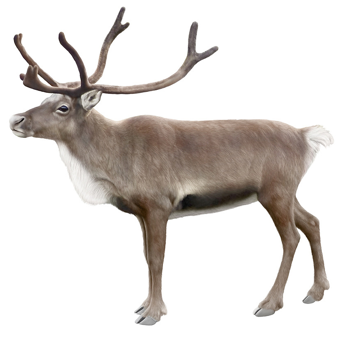 caribou Ungulate ruminant found in cold regions of the northern hemisphere  it is domesticated by some peoples for its meat, hide and milk, and as a draft animal.