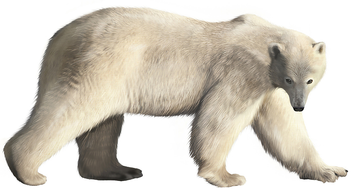 polar bear  Ursus maritimus  Carnivorous mammal of arctic regions  a good swimmer, it feeds mainly on seals and fish, and is the largest carnivorous land mammal.