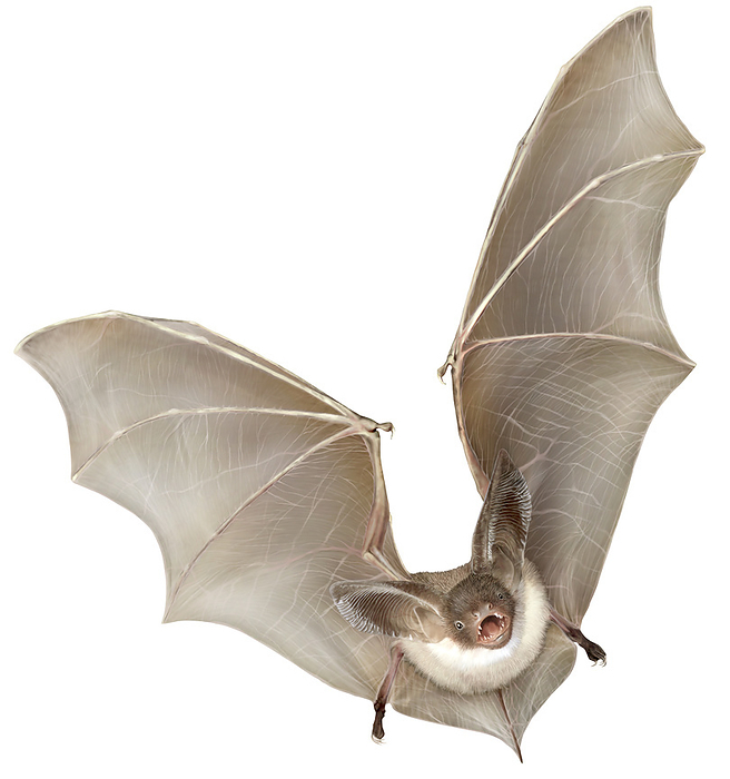 bat  animal  The grey long eared bat is a large European bat, and like the name suggest, his ears are distinctively long.