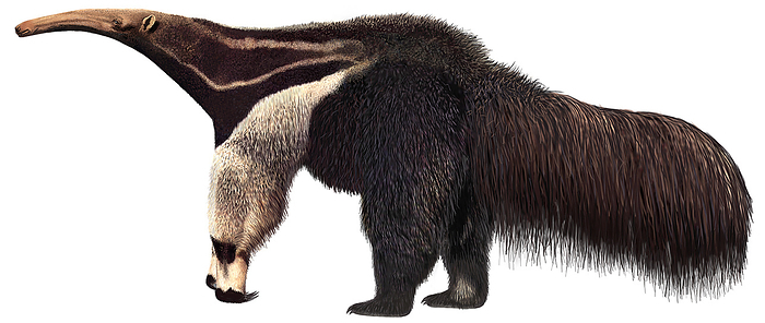 anteater Large toothless mammal found in tropical Central and South America  it feeds on ants and termites which it captures on its long sticky tongue.