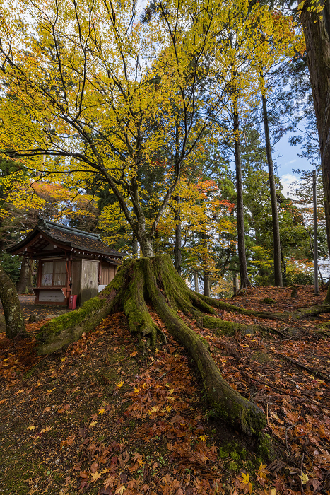 Autumn leaves in the precincts of the East Pagoda of Enryaku-ji Temple in Otsu City, Shiga Prefecture, Japan