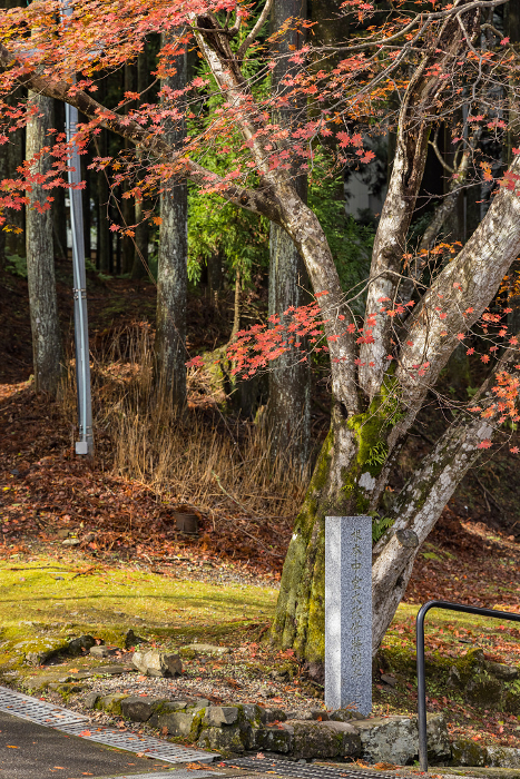 Autumn leaves in the precincts of the East Pagoda of Enryaku-ji Temple in Otsu City, Shiga Prefecture, Japan