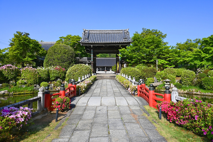 Approach and gate of Iwakura Myomanji Temple, Kyoto City, in bloom with tsuzu flowers.