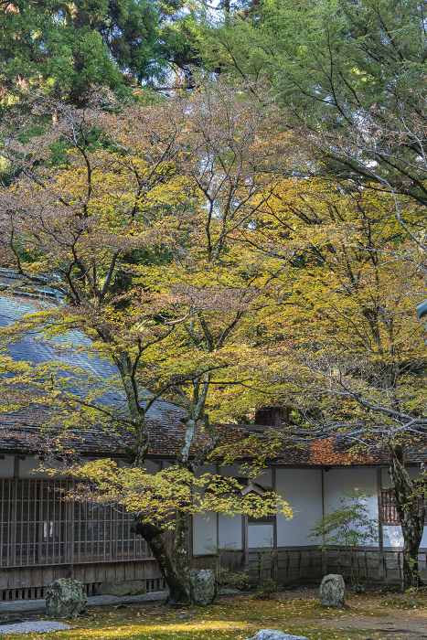Jodoin (West Pagoda) of Enryakuji Temple in Otsu City, Shiga Prefecture, Japan and autumn leaves