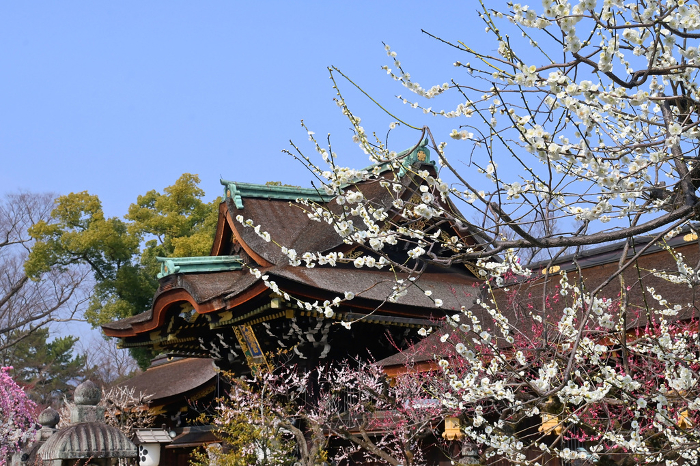 Sankomon Gate of Kitano Tenmangu Shrine, Kyoto, fragrant with plum blossoms
