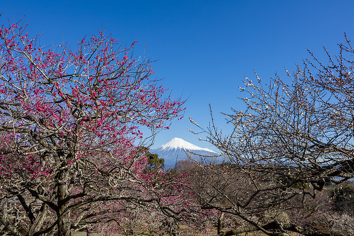 Red plum blossoms and Mt.