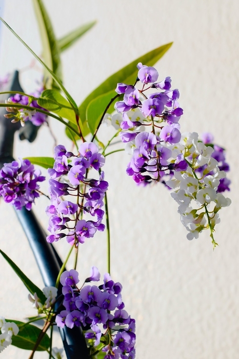 Purple and white Hardenberghia, Hardenberghia flowers