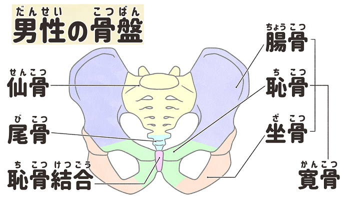Structure and name of male pelvis from frontal view Easy-to-understand illustrations in Japanese