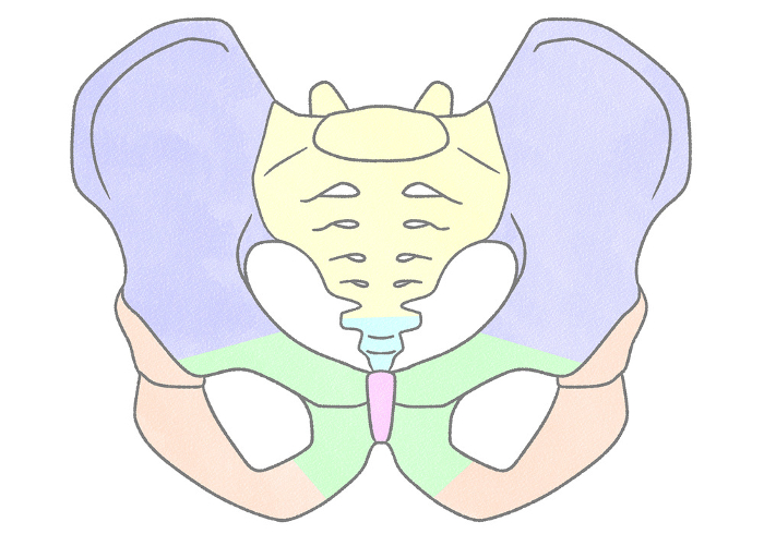 Male pelvic structure viewed from the front Easy-to-understand illustrations