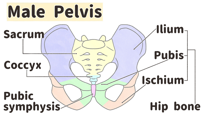 Structure and name of the male pelvis from the frontal view Easy-to-understand English illustrations