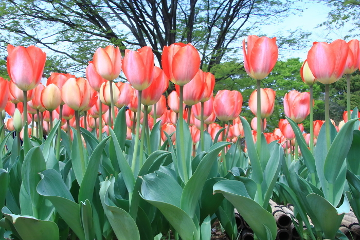 Tulip flower beds